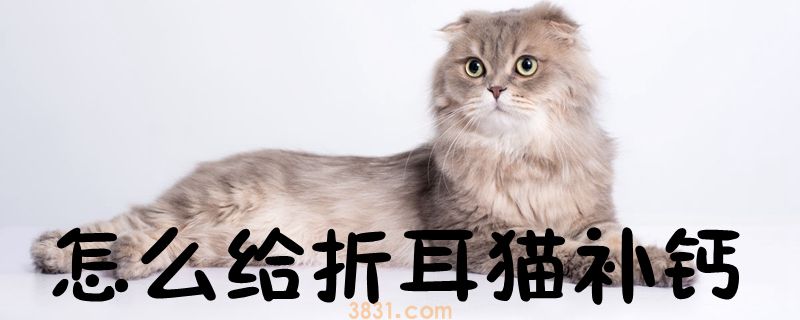 怎么给折耳猫补钙(图1)