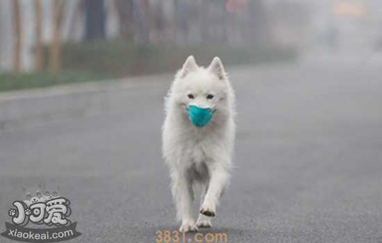 狗狗带嘴套有害处吗 戴嘴套究竟对狗狗有没有危害(图1)