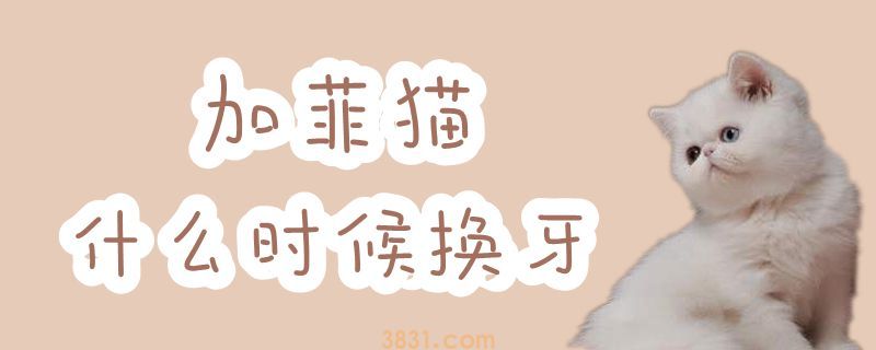 加菲猫什么时候换牙(图1)