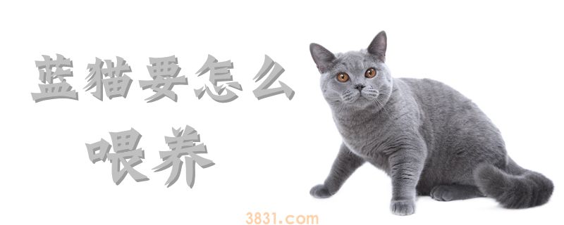 蓝猫要怎么喂养(图1)