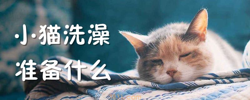 小猫洗澡准备什么(图1)
