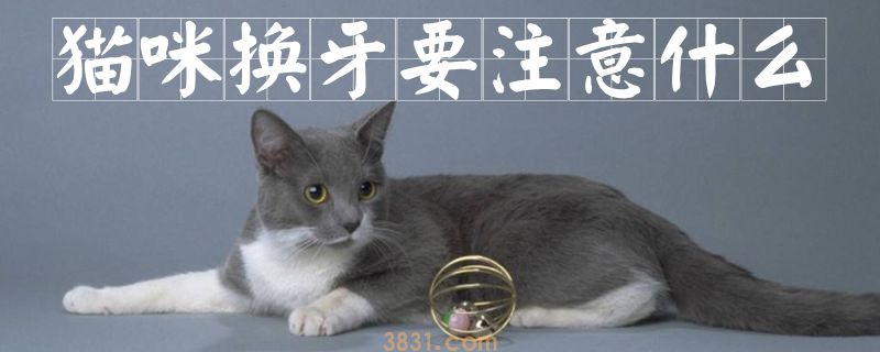 猫咪换牙要注意什么(图1)