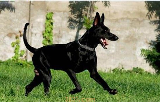 黑狼犬的优点和缺点 缺点是优点太多的狗(图1)