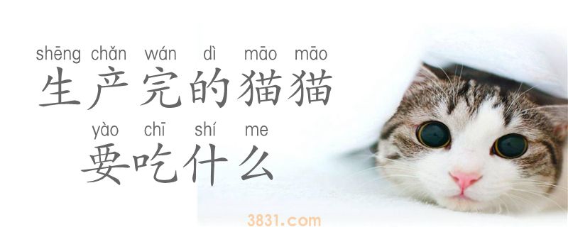 生产完的猫猫要吃什么(图1)