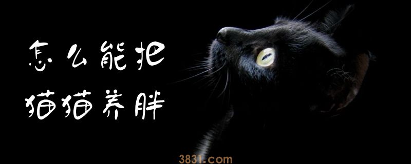 怎么能把猫猫养胖(图1)