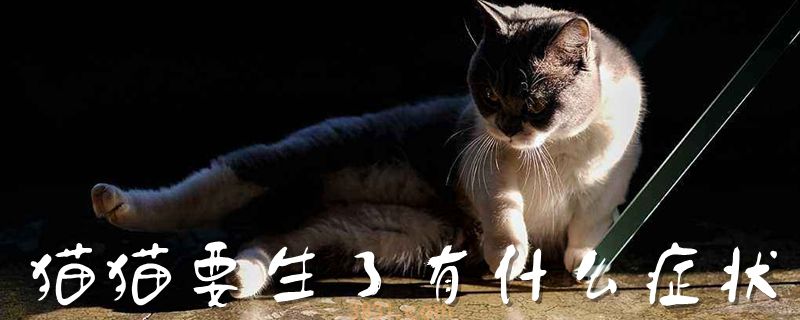 猫猫要生了有什么症状(图1)