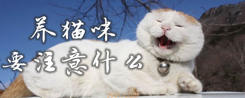养猫咪要注意什么(图1)