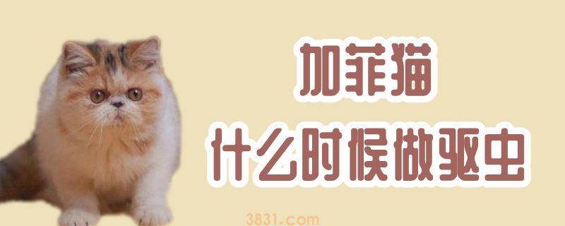 加菲猫什么时候做驱虫(图1)