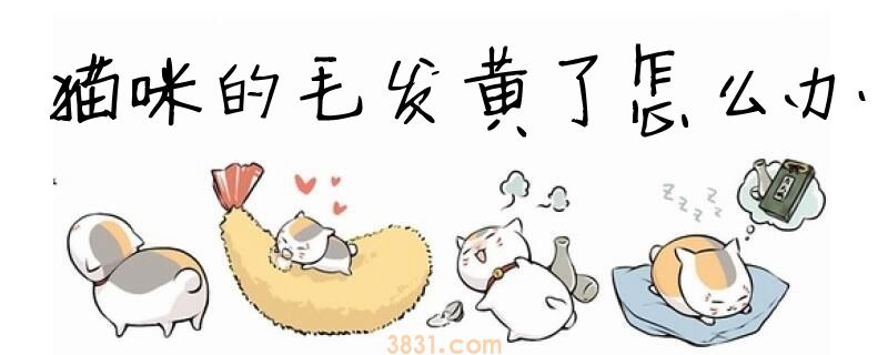 猫咪的毛发黄了怎么办(图1)