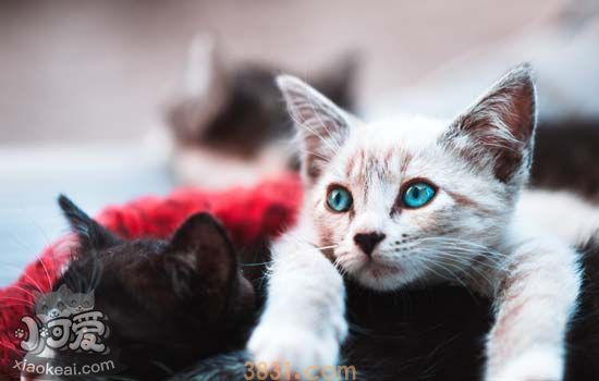 如何让猫狗和平相处 喵星人与汪星人如何一起养(图3)