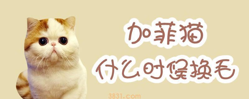 加菲猫什么时候换毛(图1)