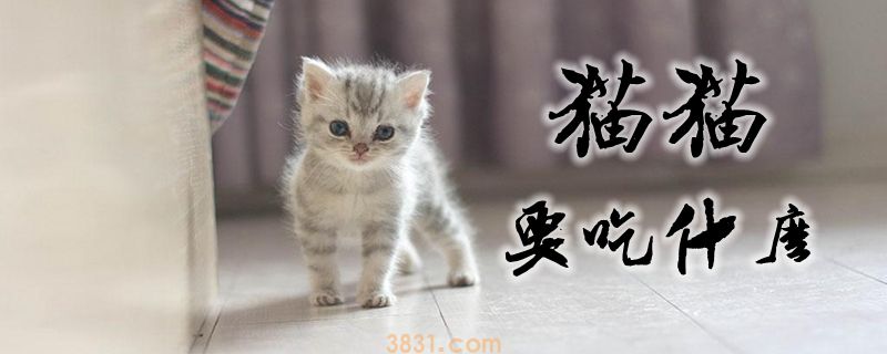 猫猫要吃什么(图1)