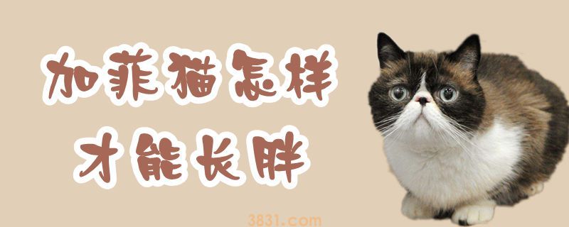 加菲猫怎样才能长胖(图1)