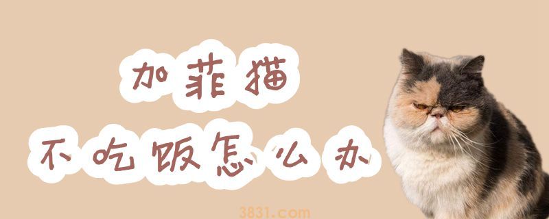 加菲猫不吃饭怎么办(图1)