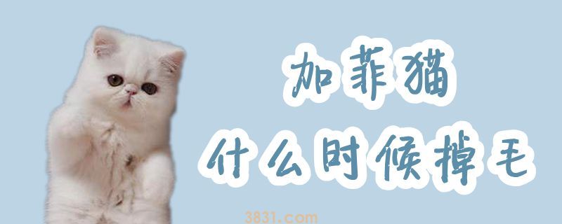 加菲猫什么时候掉毛(图1)
