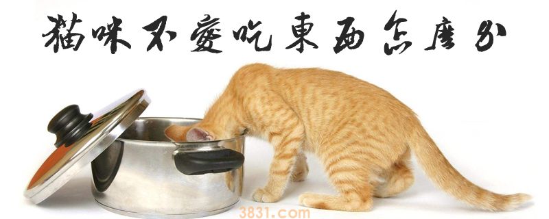 猫咪不爱吃东西怎么办?(图1)
