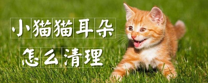 小猫猫耳朵怎么清理(图1)