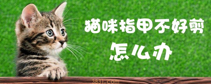 猫咪指甲不好剪怎么办(图1)