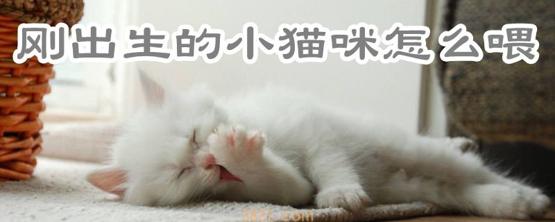 刚出生的小猫咪怎么喂(图1)