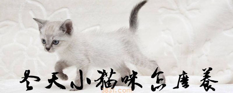 冬天小猫咪怎么养(图1)