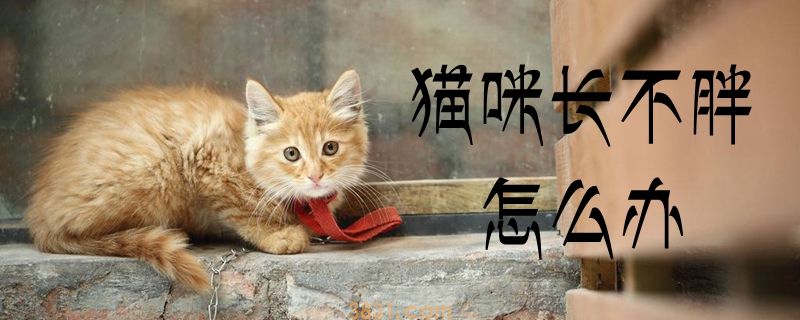 猫咪长不胖怎么办(图1)