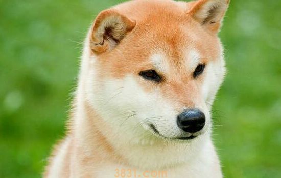 狗狗拉肚子怎么回事 这些措施可以帮助你(图1)