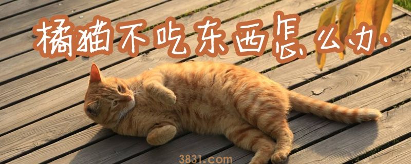 橘猫不吃东西怎么办(图1)