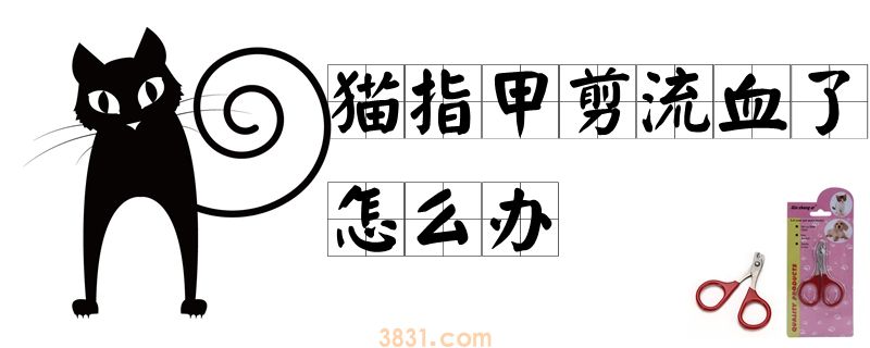 猫指甲剪流血了怎么办(图1)