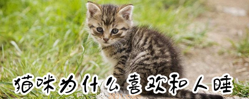 猫咪为什么喜欢和人睡(图1)