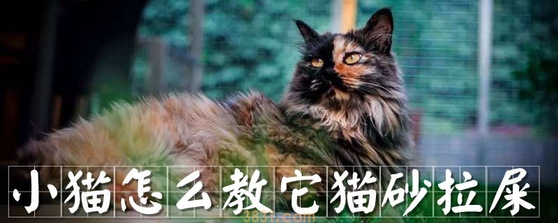 小猫怎么教它猫砂拉屎(图1)