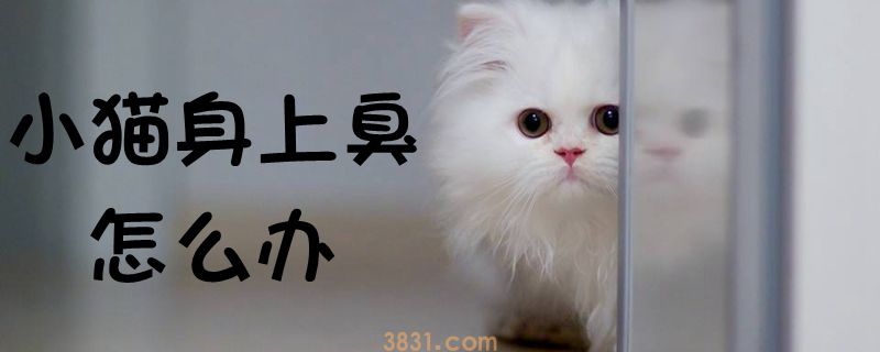 小猫身上臭怎么办(图1)