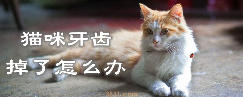 猫咪牙齿掉了怎么办(图1)