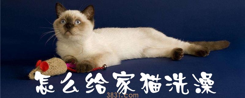 怎么给家猫洗澡(图1)