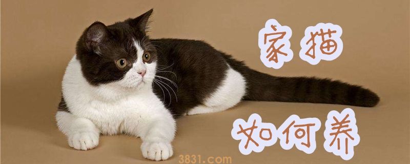 家猫如何养(图1)
