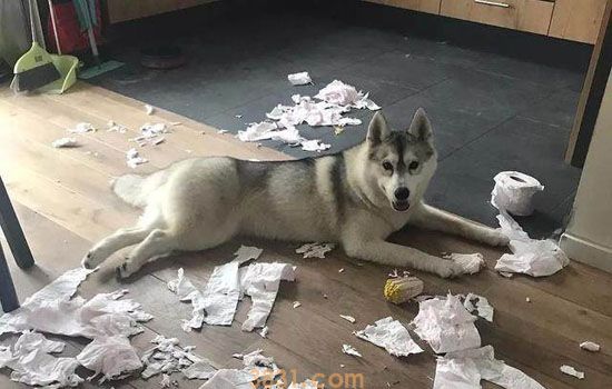狗狗认为自己地位高 狗狗也喜欢当老大?(图3)