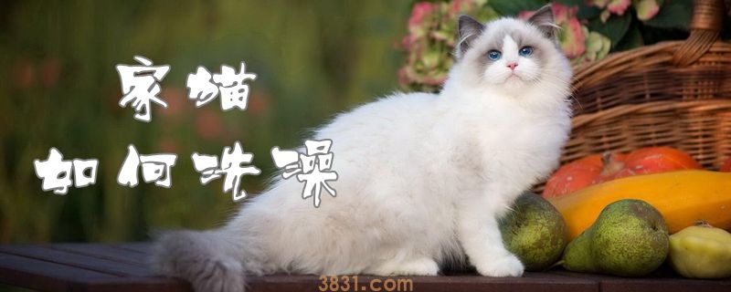 家猫如何洗澡(图1)