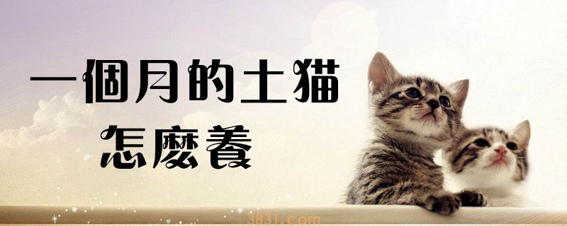 一个月的土猫怎么养(图1)