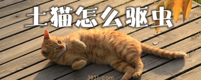 土猫怎么驱虫(图1)