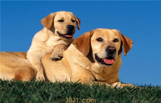 犬弓形虫病的诊断和治疗方法(图2)