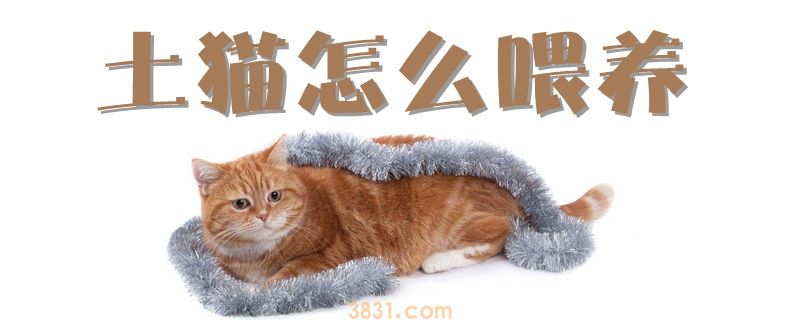 土猫怎么喂养(图1)