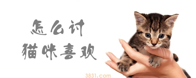 怎么讨猫咪喜欢(图1)
