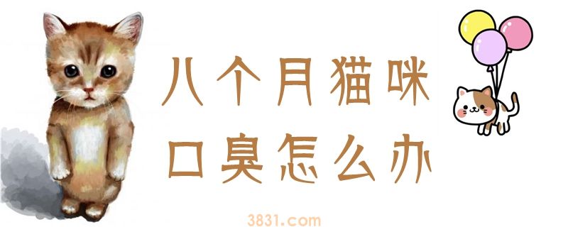 八个月猫咪口臭怎么办(图1)