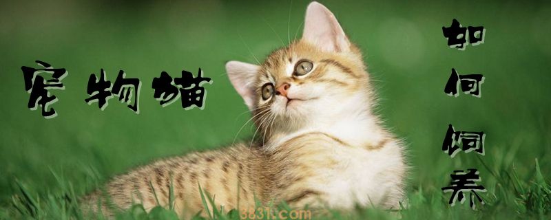 宠物猫如何饲养(图1)