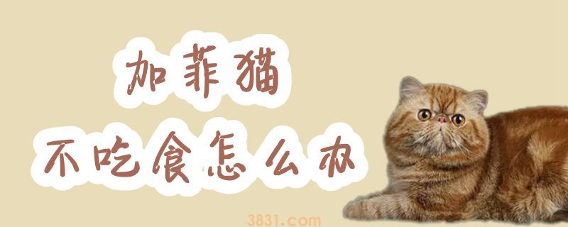 加菲猫不吃食怎么办(图1)