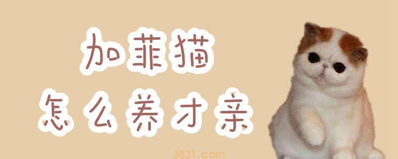 加菲猫怎么养才亲(图1)