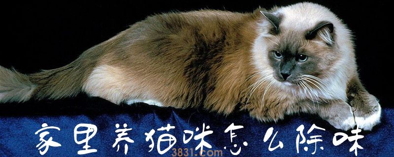 家里养猫咪怎么除味(图1)