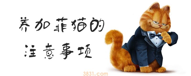 养加菲猫的注意事项(图1)