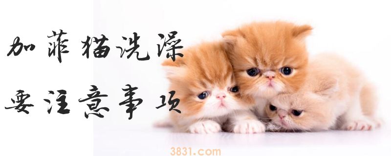 加菲猫洗澡要注意事项(图1)