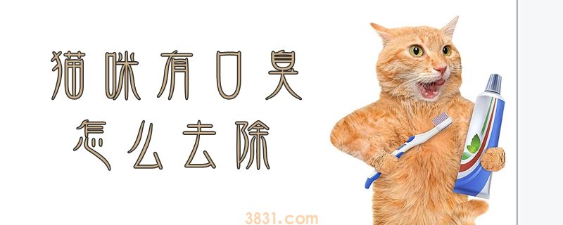 猫咪有口臭怎么去除(图1)