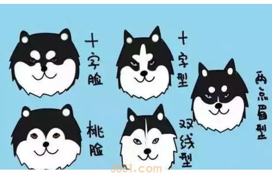 哈士奇和阿拉斯加的区别 我们不一样!(图1)